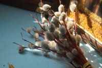 Вход Господень в Иерусалим в храме Рождества Пресвятой Богородицы 